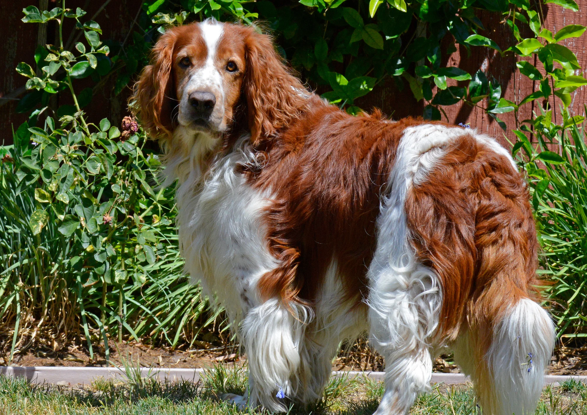 Chien de race Welsh Springer Spaniel